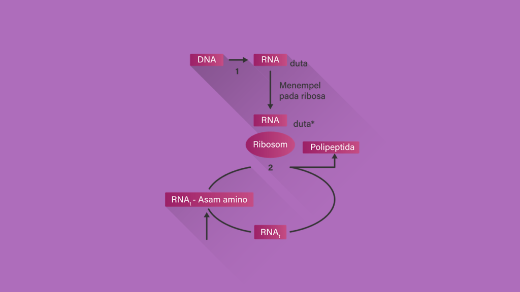 Diagram Sintesis Protein