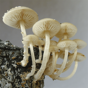 Basidiomycota